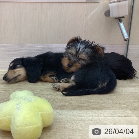 ヨークシャー・テリアの写真