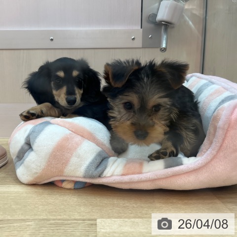 ヨークシャー・テリアの写真