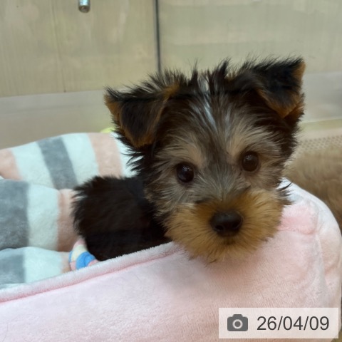 ヨークシャー・テリアの写真