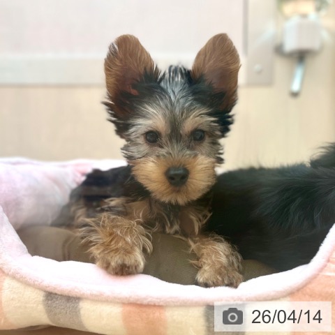 兵庫県のヨークシャーテリア (ペットプラス 姫路大津店/2026年1月21日生まれ/男の子/スチールブルータン)の子犬の4枚目の画像