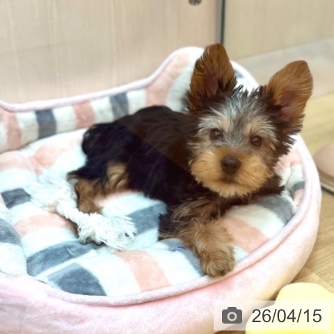 兵庫県のヨークシャーテリア (ペットプラス 姫路大津店/2026年1月21日生まれ/男の子/スチールブルータン)の子犬の3枚目の画像