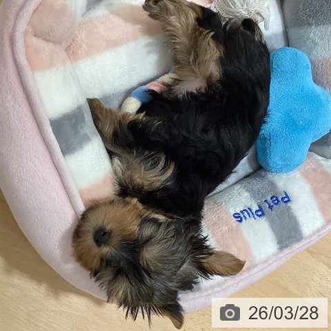 鹿児島県のヨークシャーテリア (ペットプラス 姶良店/2026年1月21日生まれ/女の子/スチールブルータン)の子犬の4枚目の画像