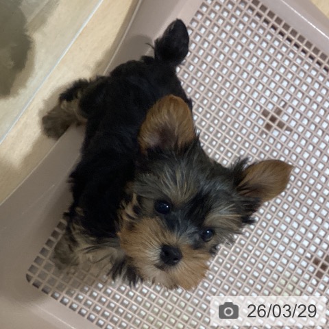 鹿児島県のヨークシャーテリア (ペットプラス 姶良店/2026年1月21日生まれ/女の子/スチールブルータン)の子犬の4枚目の画像