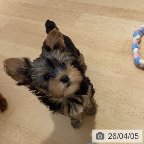 鹿児島県のヨークシャーテリア (ペットプラス 姶良店/2026年1月21日生まれ/女の子/スチールブルータン)の子犬の4枚目の画像