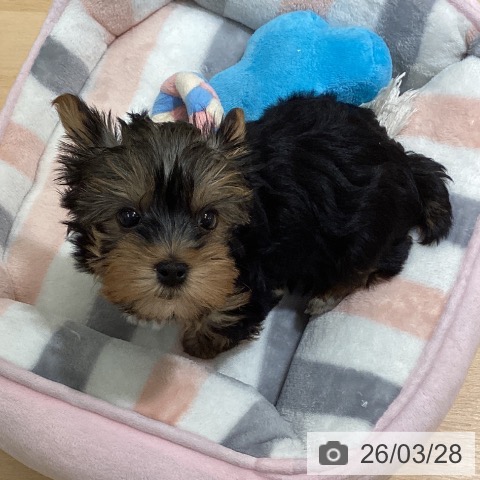 鹿児島県のヨークシャーテリア (ペットプラス 姶良店/2026年1月21日生まれ/女の子/スチールブルータン)の子犬の3枚目の画像