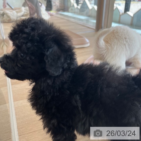 福岡県のトイプードル(トイ) (ペットプラス ららぽーと福岡店/2026年1月2日生まれ/女の子/ブラック)の子犬の4枚目の画像