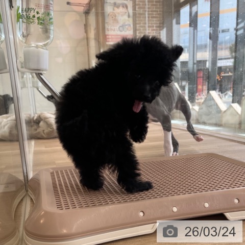 福岡県のトイプードル(トイ) (ペットプラス ららぽーと福岡店/2026年1月2日生まれ/女の子/ブラック)の子犬の3枚目の画像