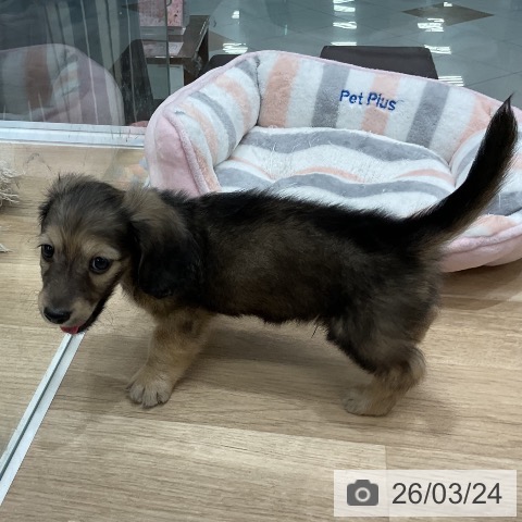 福岡県のミニチュアダックスフンド(ロング) (ペットプラス 八幡東店/2026年1月22日生まれ/男の子/シェーデットイエロー)の子犬の4枚目の画像