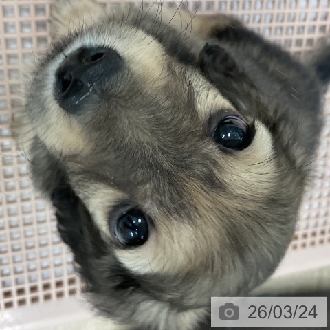 福岡県のミニチュアダックスフンド(ロング) (ペットプラス 八幡東店/2026年1月22日生まれ/男の子/シェーデットイエロー)の子犬の3枚目の画像