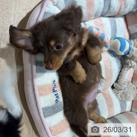 兵庫県のミニチュアダックスフンド(ロング) (ペットプラス 神戸三宮店/2026年1月17日生まれ/男の子/チョコレートタン)の子犬の3枚目の画像