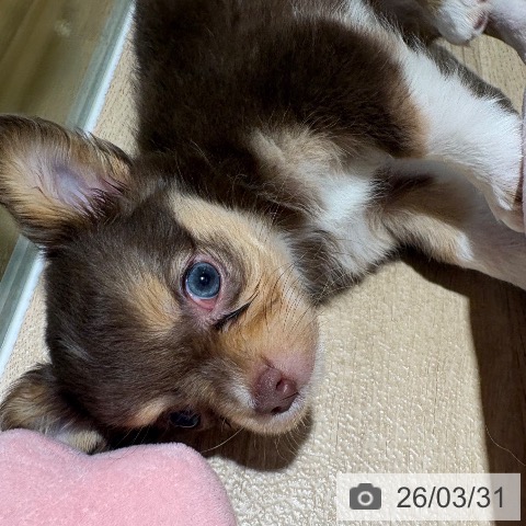 兵庫県のチワワ(ロング) (ペットプラス 神戸三宮店/2026年1月22日生まれ/男の子/チョコレートタンホワイト)の子犬の4枚目の画像