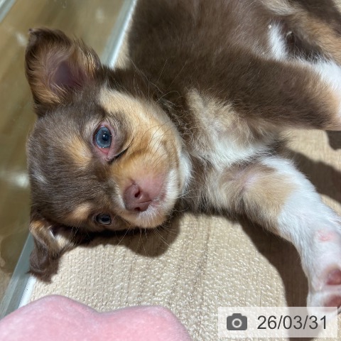 兵庫県のチワワ(ロング) (ペットプラス 神戸三宮店/2026年1月22日生まれ/男の子/チョコレートタンホワイト)の子犬の3枚目の画像