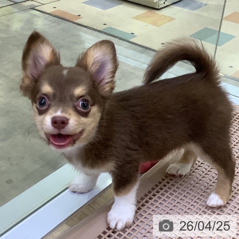 兵庫県のチワワ(ロング) (ペットプラス 明石店/2026年1月22日生まれ/男の子/チョコレートタンホワイト)の子犬の4枚目の画像