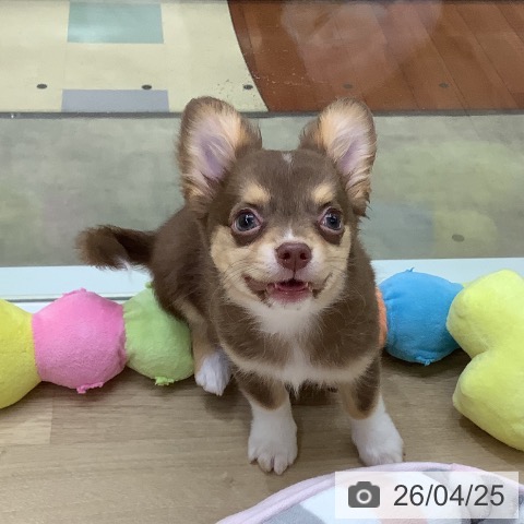 兵庫県のチワワ(ロング) (ペットプラス 明石店/2026年1月22日生まれ/男の子/チョコレートタンホワイト)の子犬の3枚目の画像