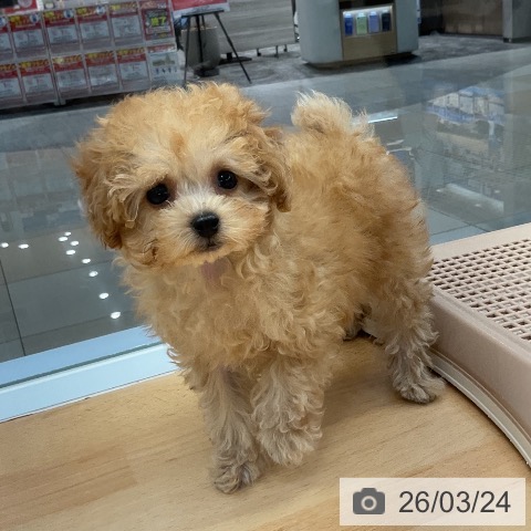 トイ・プードルの写真