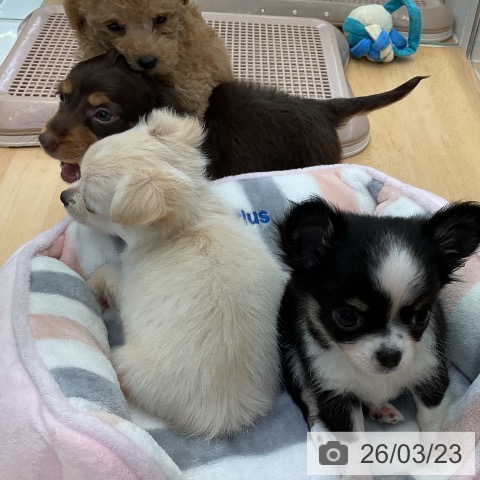 トイ・プードルの写真