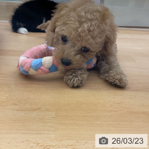 トイ・プードルの写真