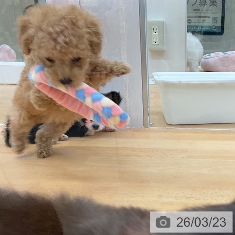 トイ・プードルの写真