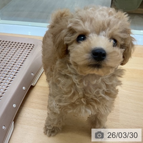 福岡県のトイプードル(トイ) (ペットプラス 福岡店/2026年1月22日生まれ/男の子/アプリコット)の子犬の4枚目の画像