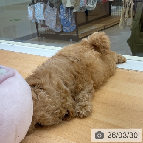 福岡県のトイプードル(トイ) (ペットプラス 福岡店/2026年1月22日生まれ/男の子/アプリコット)の子犬の3枚目の画像