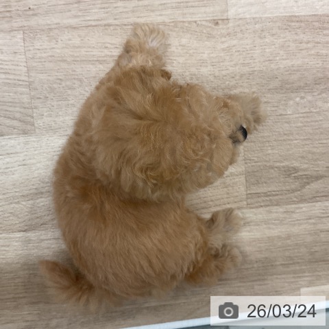 トイ・プードルの写真