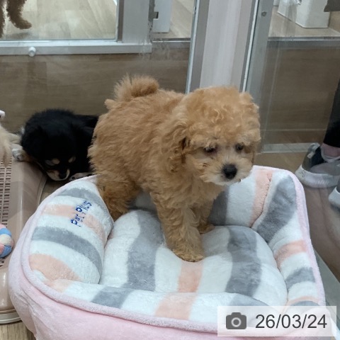 トイ・プードルの写真