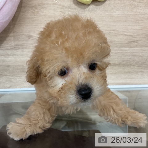 トイ・プードルの写真