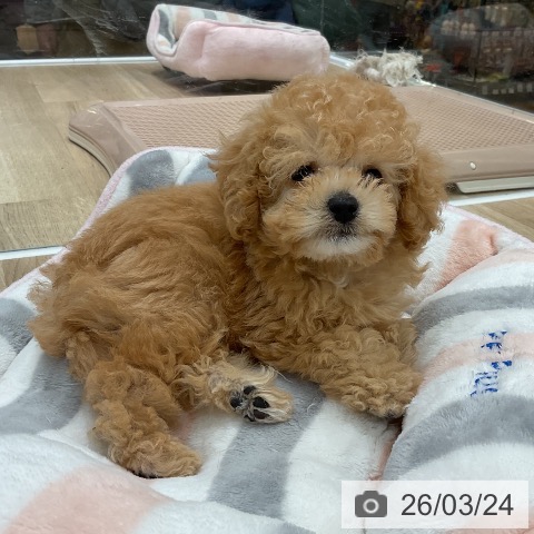 トイ・プードルの写真