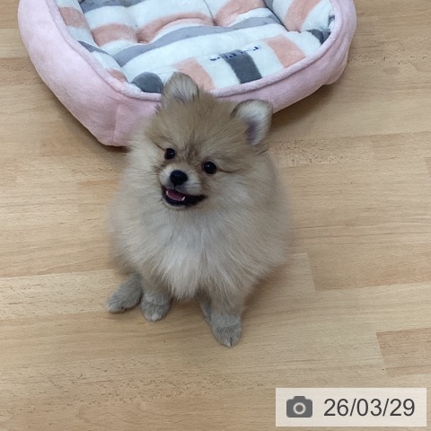 ポメラニアンの写真
