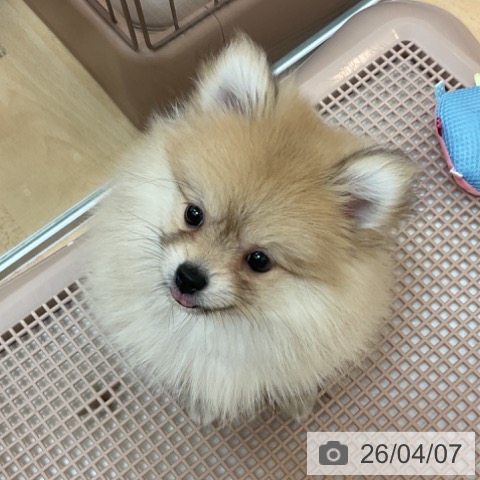 ポメラニアンの写真