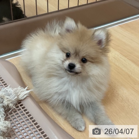 ポメラニアンの写真