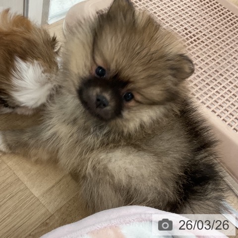 福岡県のポメラニアン (ペットプラス 八幡東店/2026年1月22日生まれ/女の子/ウルフセーブル)の子犬の4枚目の画像