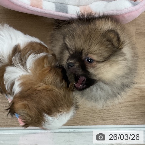 福岡県のポメラニアン (ペットプラス 八幡東店/2026年1月22日生まれ/女の子/ウルフセーブル)の子犬の3枚目の画像