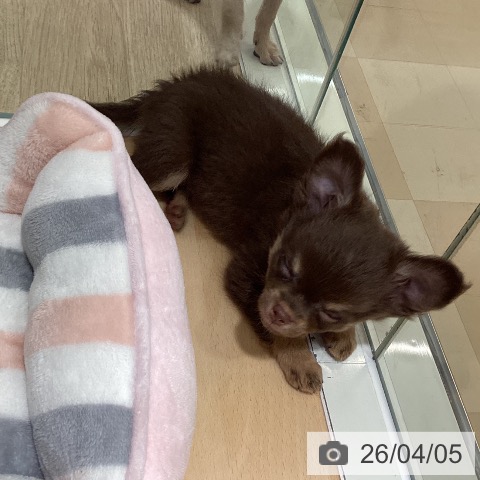 鹿児島県のチワワ(ロング) (ペットプラス 姶良店/2026年1月22日生まれ/男の子/チョコレートタン)の子犬の4枚目の画像