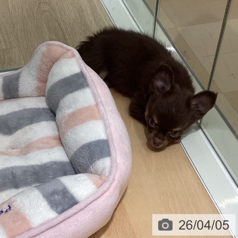 鹿児島県のチワワ(ロング) (ペットプラス 姶良店/2026年1月22日生まれ/男の子/チョコレートタン)の子犬の3枚目の画像