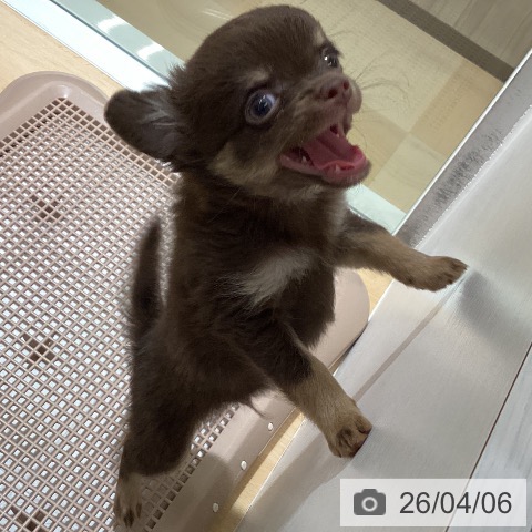 鹿児島県のチワワ(ロング) (ペットプラス 姶良店/2026年1月22日生まれ/男の子/チョコレートタン)の子犬の3枚目の画像