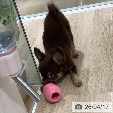 鹿児島県のチワワ(ロング) (ペットプラス 姶良店/2026年1月22日生まれ/男の子/チョコレートタン)の子犬の3枚目の画像