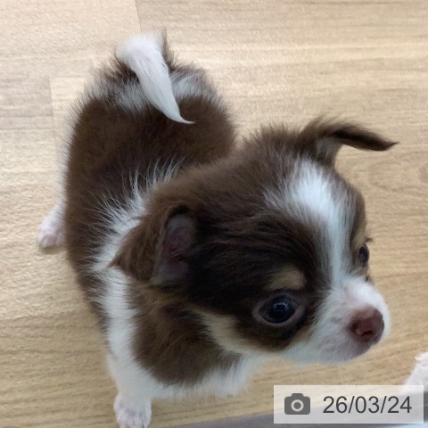 宮崎県のチワワ(ロング) (ペットプラス 宮崎店/2026年1月22日生まれ/男の子/チョコレートタンホワイト)の子犬の4枚目の画像