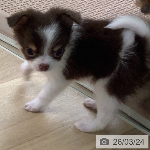 宮崎県のチワワ(ロング) (ペットプラス 宮崎店/2026年1月22日生まれ/男の子/チョコレートタンホワイト)の子犬の3枚目の画像