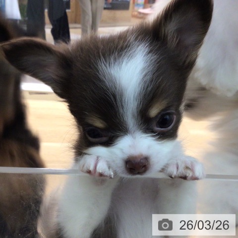 宮崎県のチワワ(ロング) (ペットプラス 宮崎店/2026年1月22日生まれ/男の子/チョコレートタンホワイト)の子犬の3枚目の画像