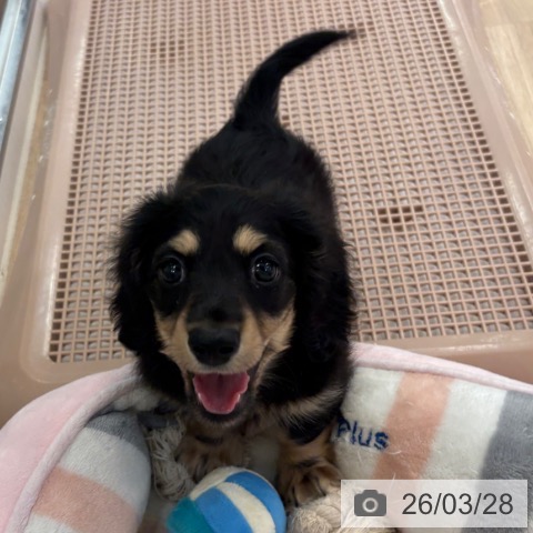 ミニチュア・ダックスフンドの写真