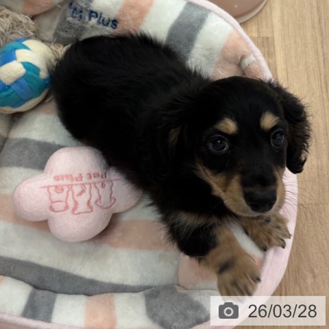 ミニチュア・ダックスフンドの写真