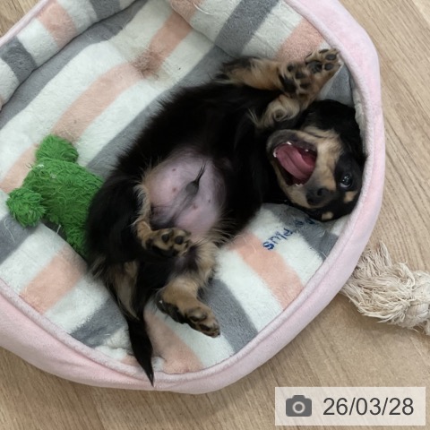 ミニチュア・ダックスフンドの写真