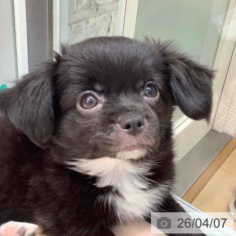 熊本県のチワワ(ロング) (ペットプラス 熊本店/2026年1月22日生まれ/男の子/ブラックホワイト)の子犬の4枚目の画像