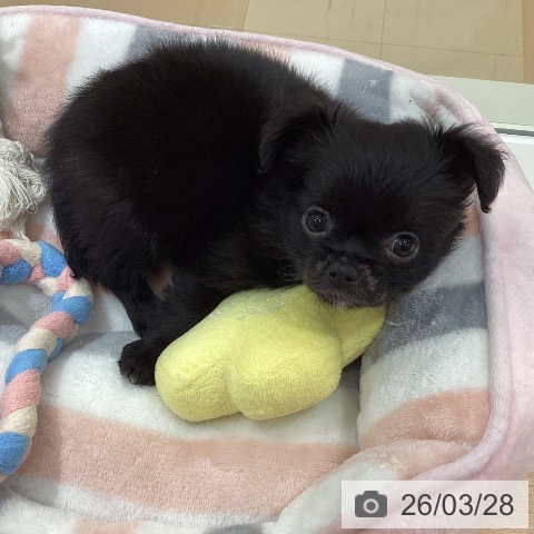 鹿児島県のチワワ(ロング) (ペットプラス 姶良店/2026年1月22日生まれ/女の子/ブラックホワイト)の子犬の4枚目の画像