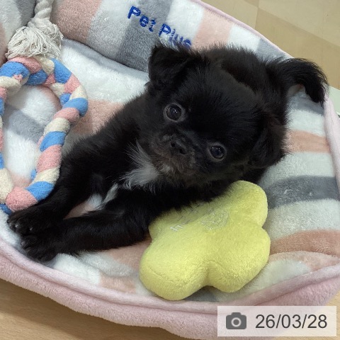 鹿児島県のチワワ(ロング) (ペットプラス 姶良店/2026年1月22日生まれ/女の子/ブラックホワイト)の子犬の3枚目の画像