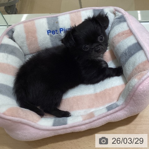 鹿児島県のチワワ(ロング) (ペットプラス 姶良店/2026年1月22日生まれ/女の子/ブラックホワイト)の子犬の3枚目の画像