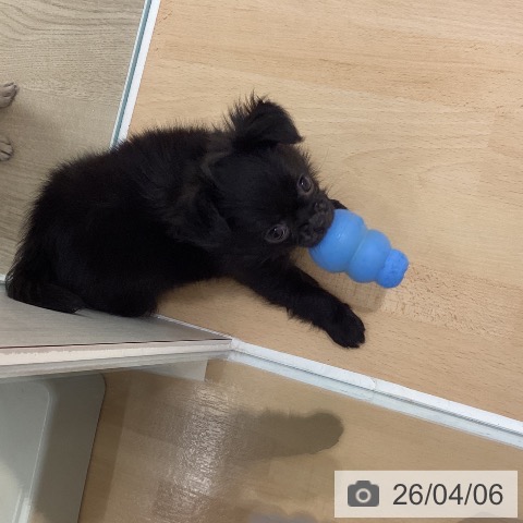 鹿児島県のチワワ(ロング) (ペットプラス 姶良店/2026年1月22日生まれ/女の子/ブラックホワイト)の子犬の4枚目の画像