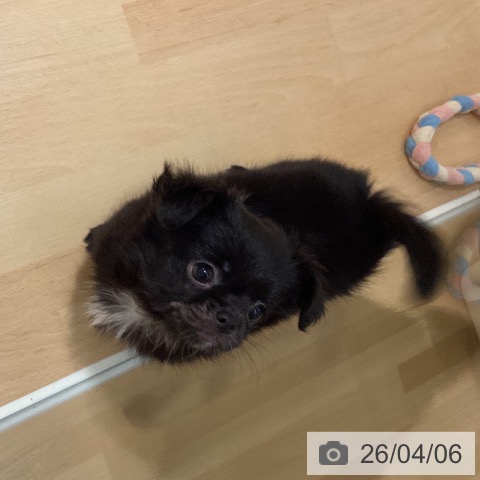 鹿児島県のチワワ(ロング) (ペットプラス 姶良店/2026年1月22日生まれ/女の子/ブラックホワイト)の子犬の3枚目の画像