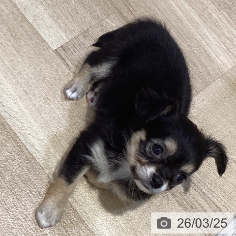 福岡県のチワワ(ロング) (ペットプラス 小倉南店/2026年1月22日生まれ/女の子/ブラックタンホワイト)の子犬の4枚目の画像